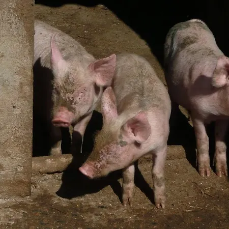 Marongiu Gospodarstwo agroturystyczne *